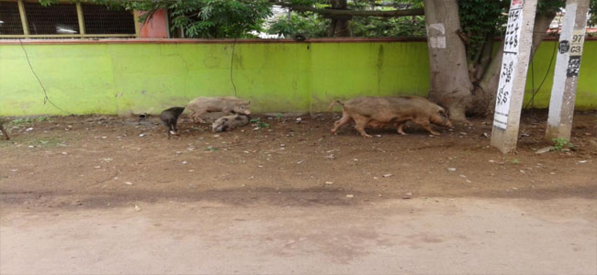 Pig menace on rise in Kakinada