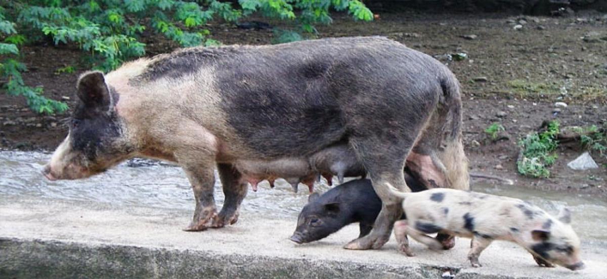 Civic body kills 150 pigs in 3 days