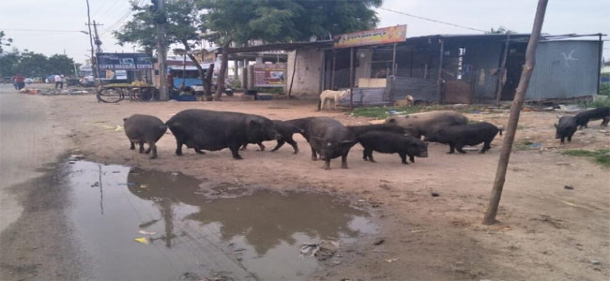 Pigs rule roads in Jillelaguda municipality