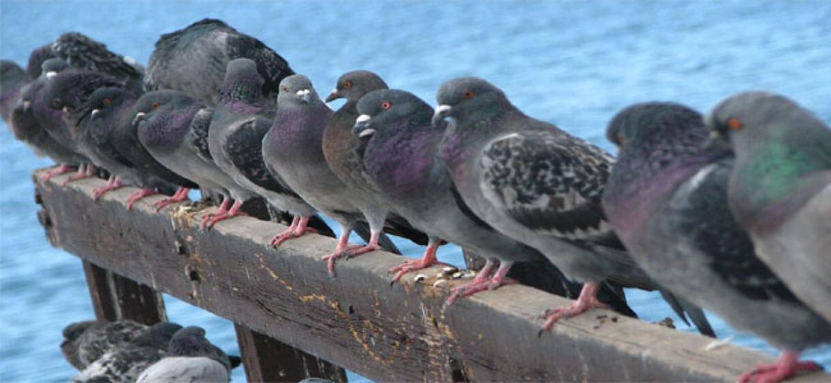 Pigeons quicker in multitasking than humans