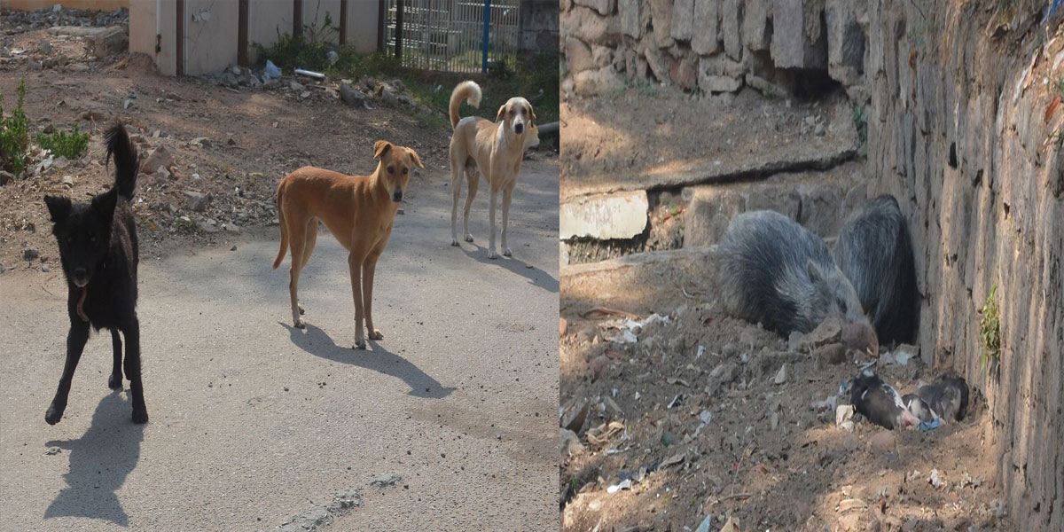 Stray dogs & pigs terrify residents in Secunderabad