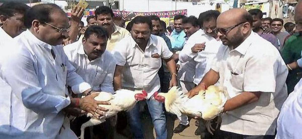 TDP MP, MLA defy HC ban; participate in cockfight