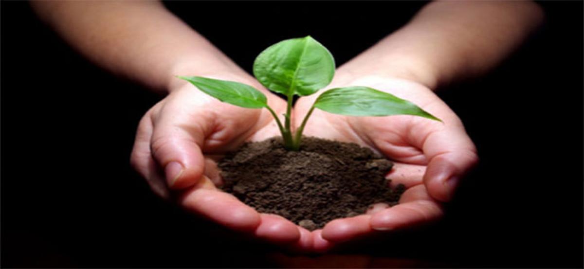 Saplings planting to be promoted in big way