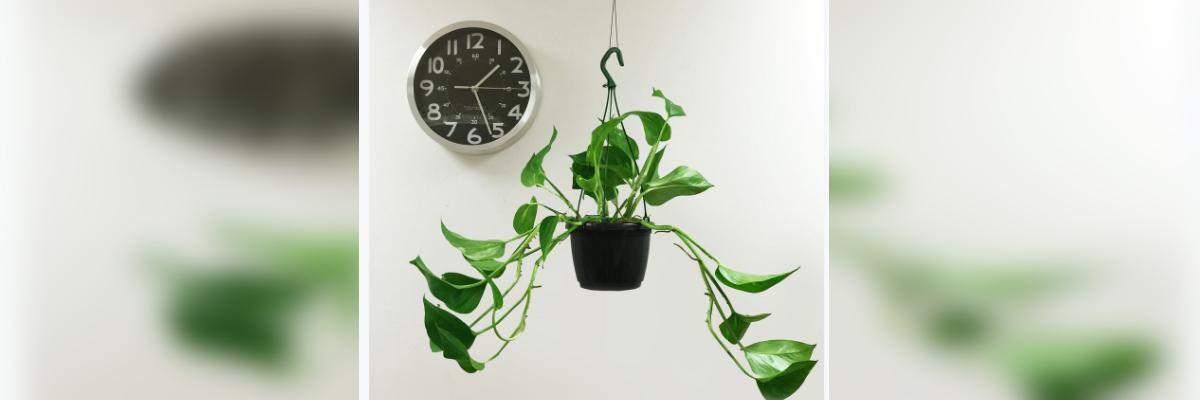 This plant can clean indoor air