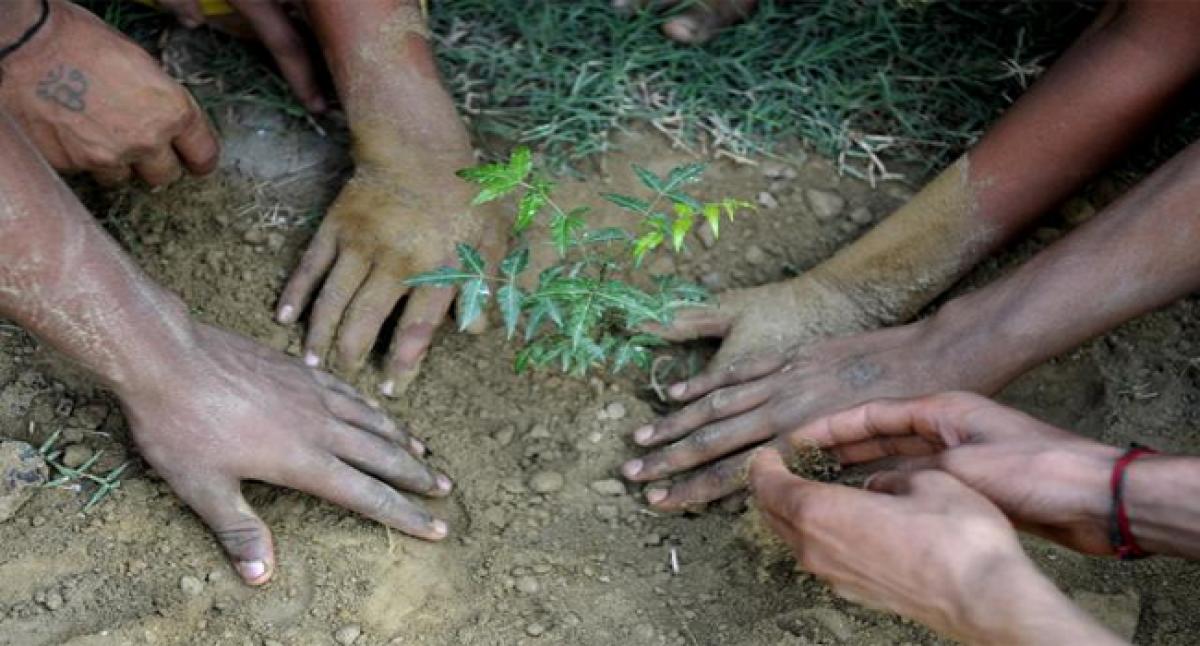 Mega plantation drive in the offing