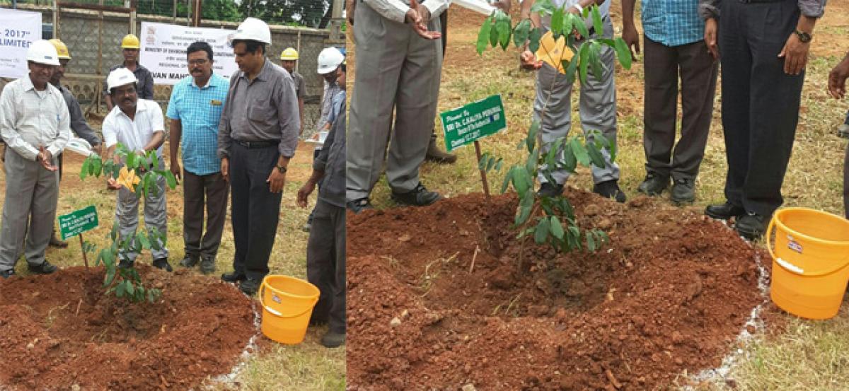 Reliance power unit takes up plantation of saplings