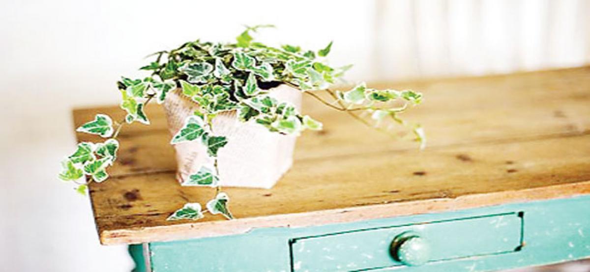 Best ways to decorate your space with plants