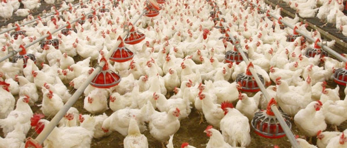 Siddipet hits top spot in poultry farming