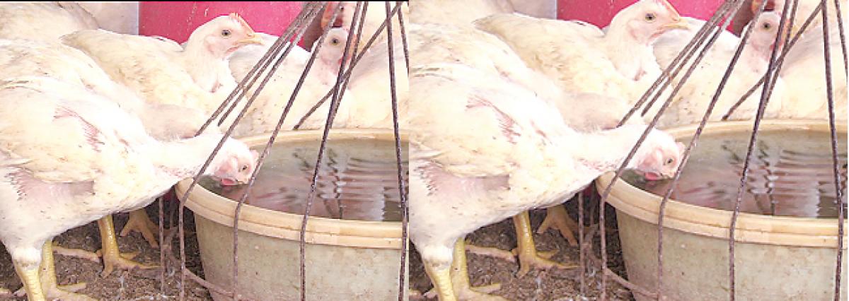 Heatwave hits poultry units