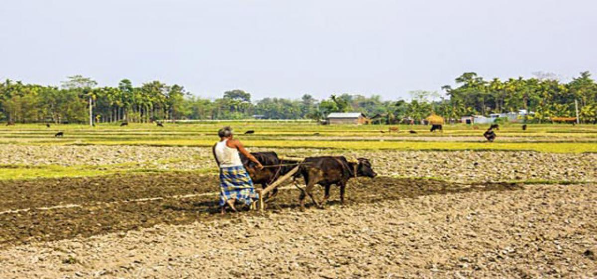 Action plan to save rabi crop in Godavari delta