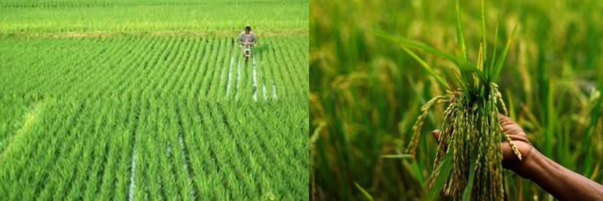 2.38 lakh hectares  paddy target set for Rabi