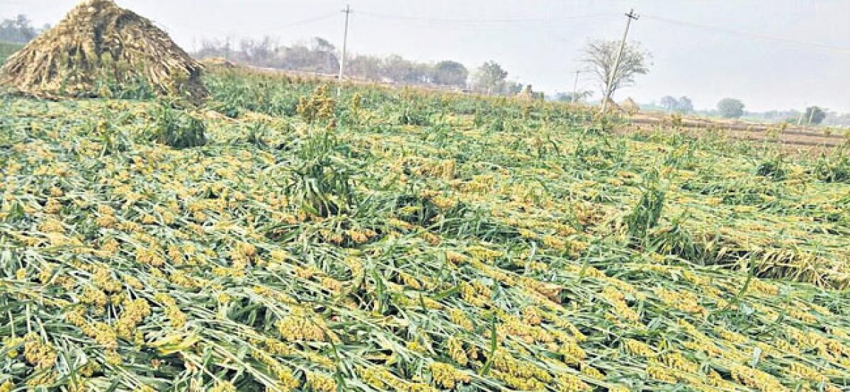 Unseasonal rains damage crops, wreak havoc for farmers in Telangana