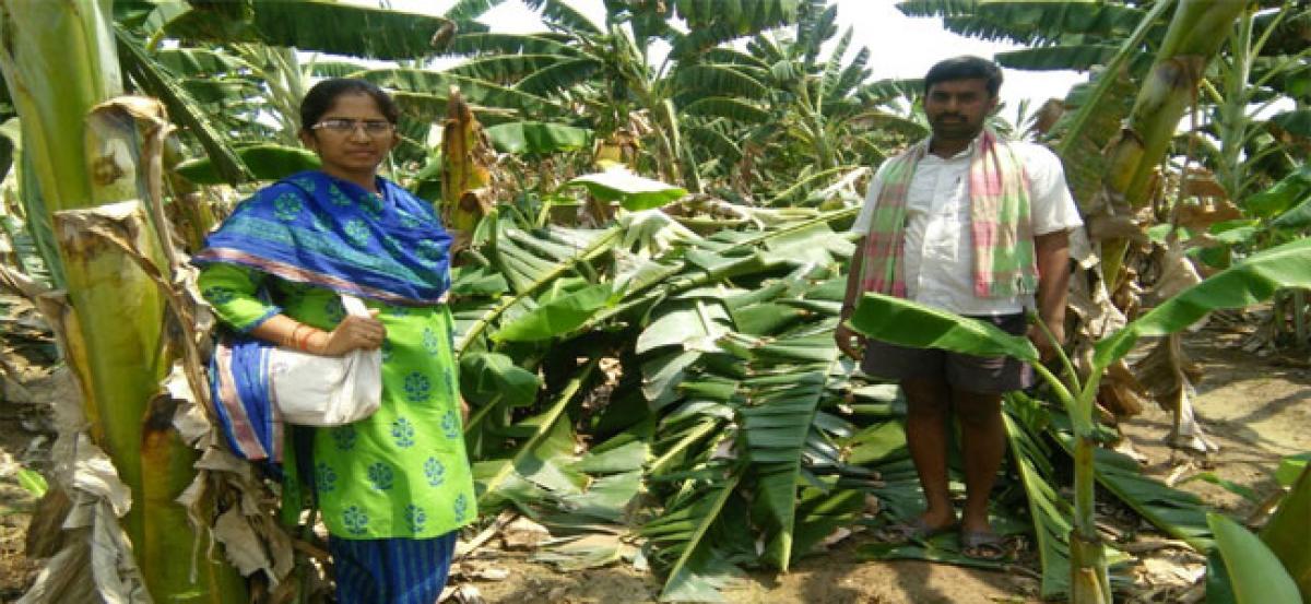 Heavy rains, winds cause damage to banana crop