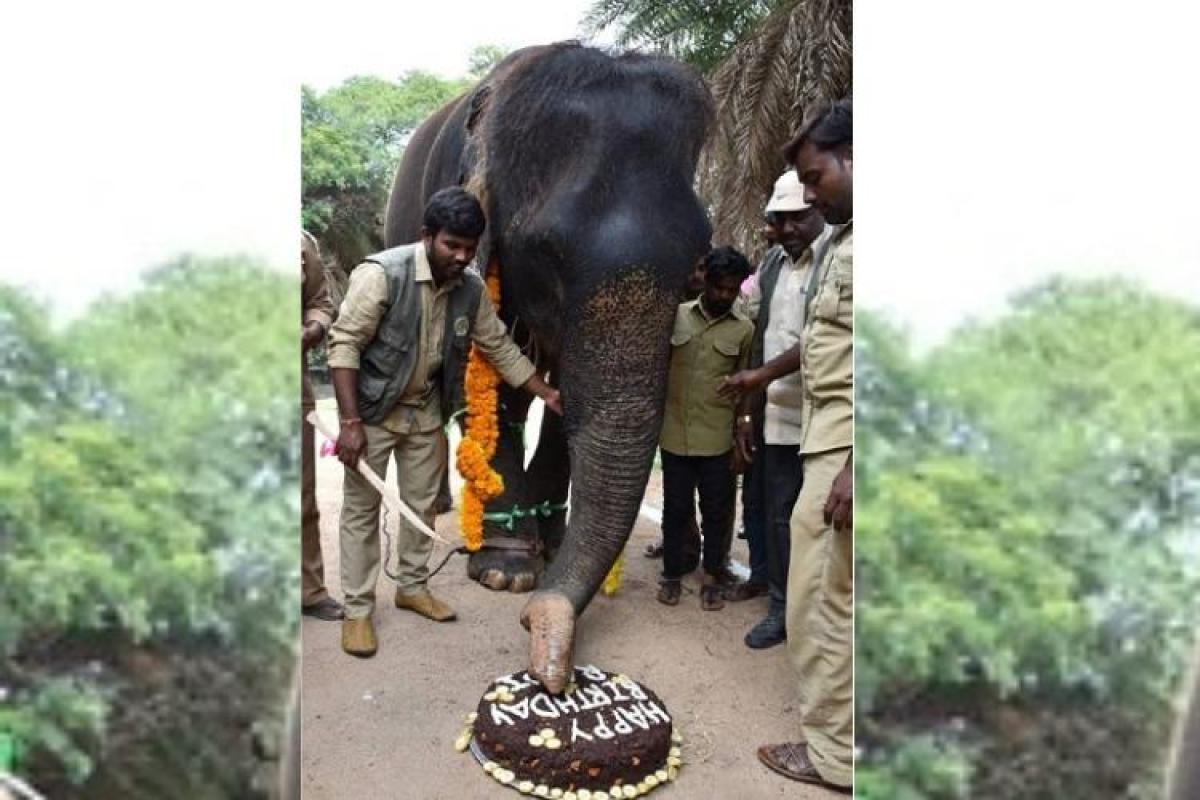Hyderabad: Meet elephant Rani celebrating her 80th birthday in Nehru  zoological park