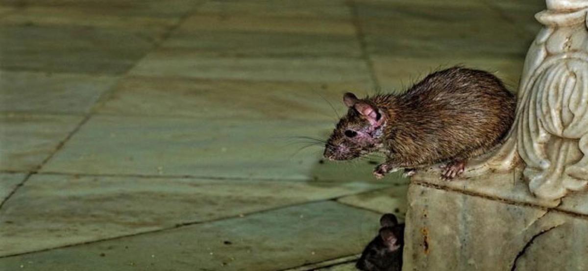 Watch: Rat-infested kitchen canteen at Hyderabad airport, video goes viral