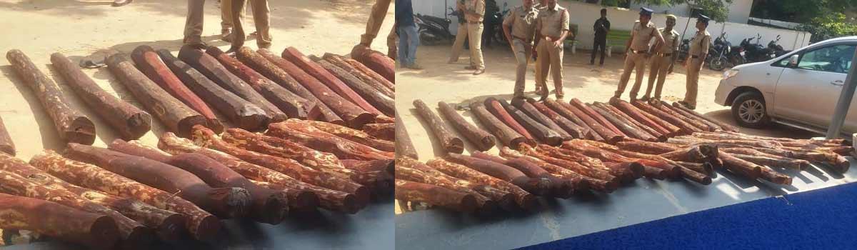 Police arrested 16 smugglers recovered Rs 1crore woth red sander logs