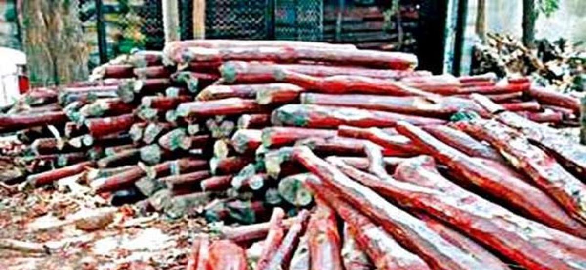 Five smugglers held; 16 red sanders logs seized