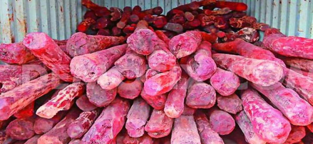 52 red sanders logs seized in different raids; 26 arrested
