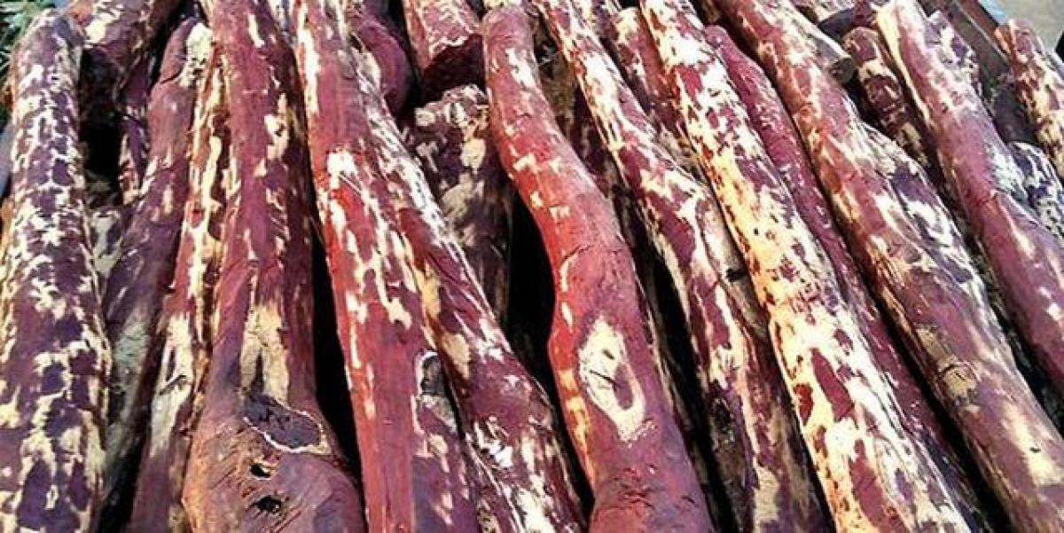 26 red sanders seized, two held