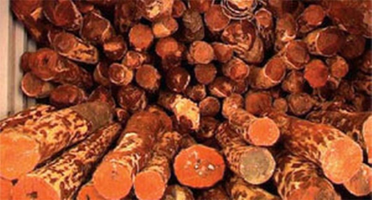 24 red sanders logs seized; 1 arrested