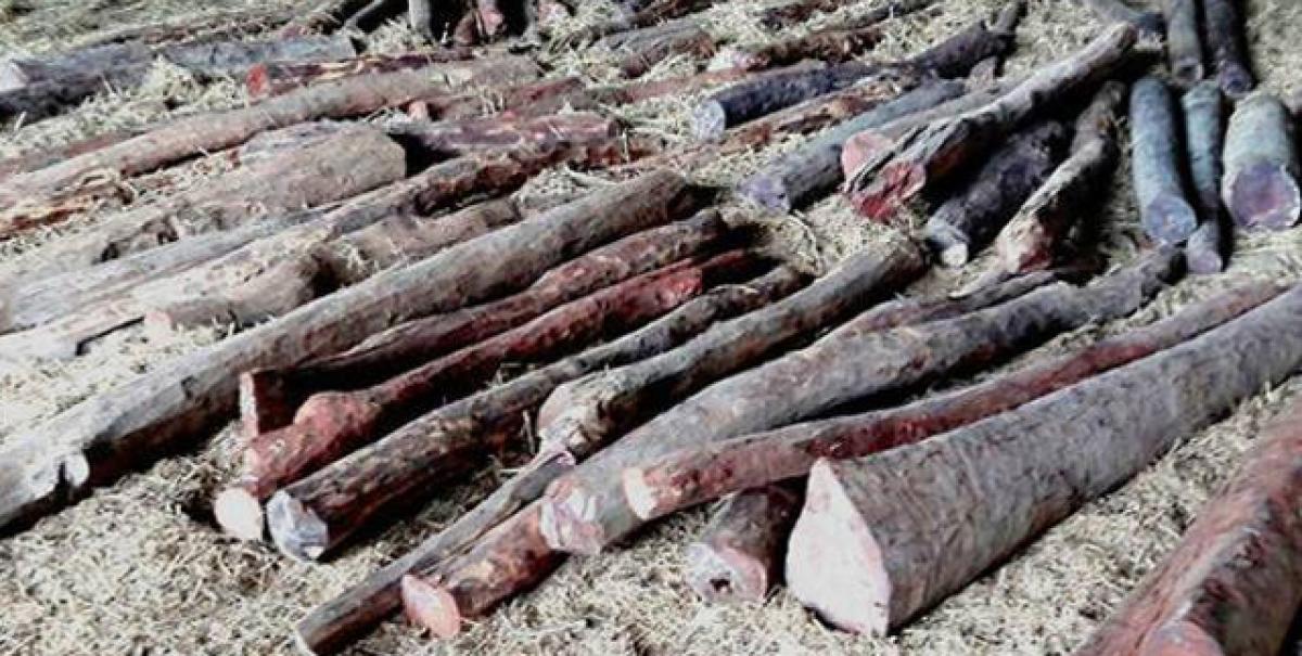13 red sanders logs seized; 4 held
