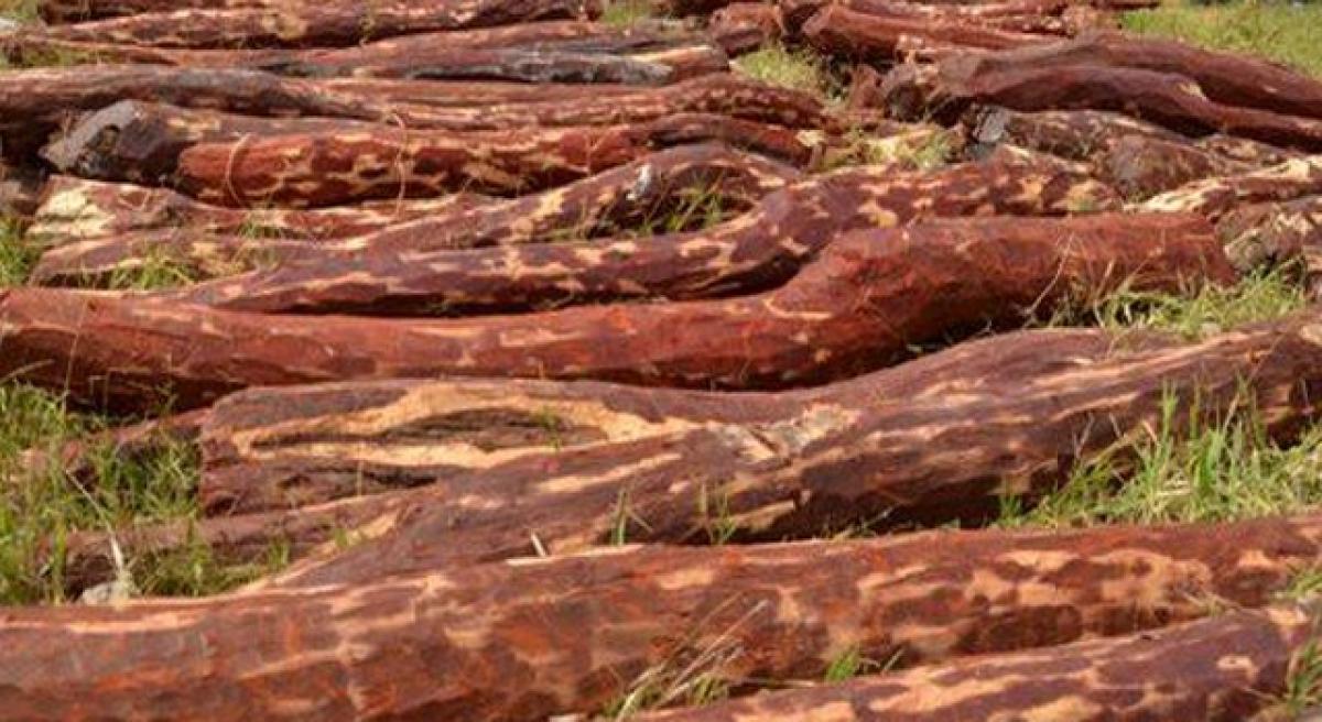 9 red sanders logs seized
