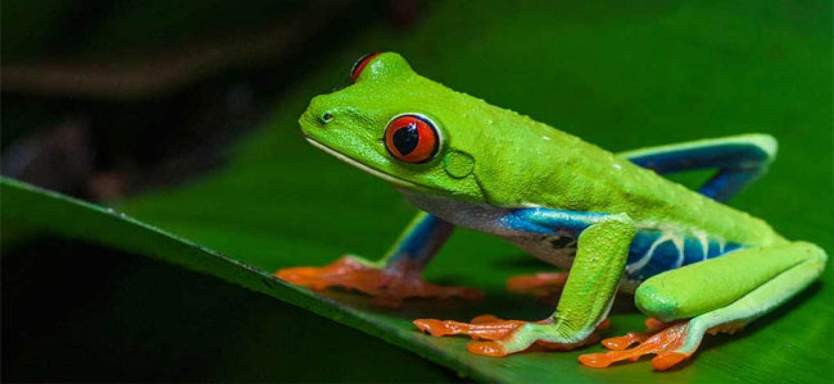 Instinctive leaders – HR message from red eyes tree frog