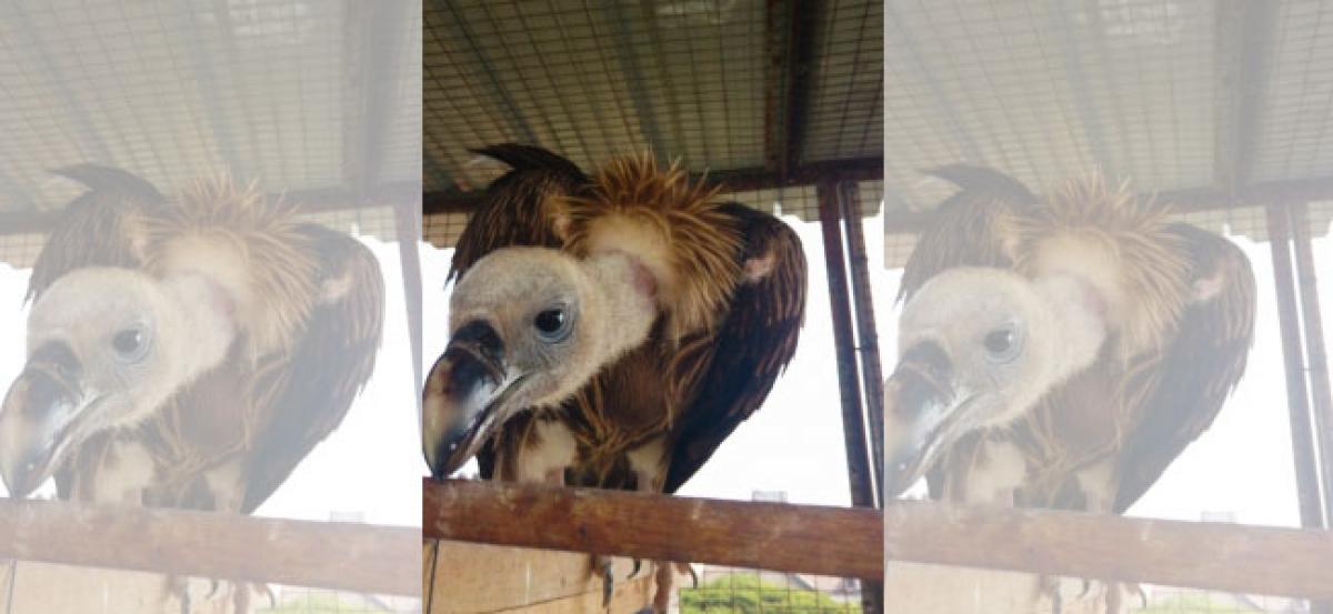 Mumbai’s Birdman saves rare white-rumped vulture
