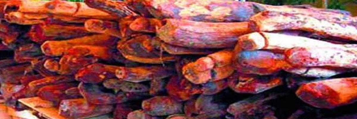 Forest department to get more staff to curb red sanders smuggling
