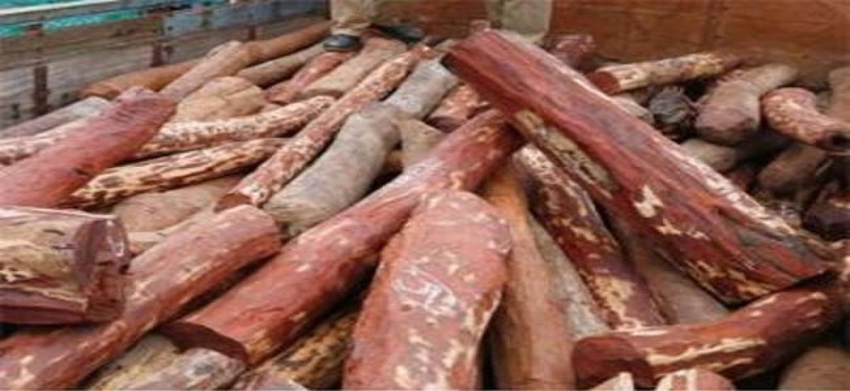 97 red sanders logs seized; 6 arrested