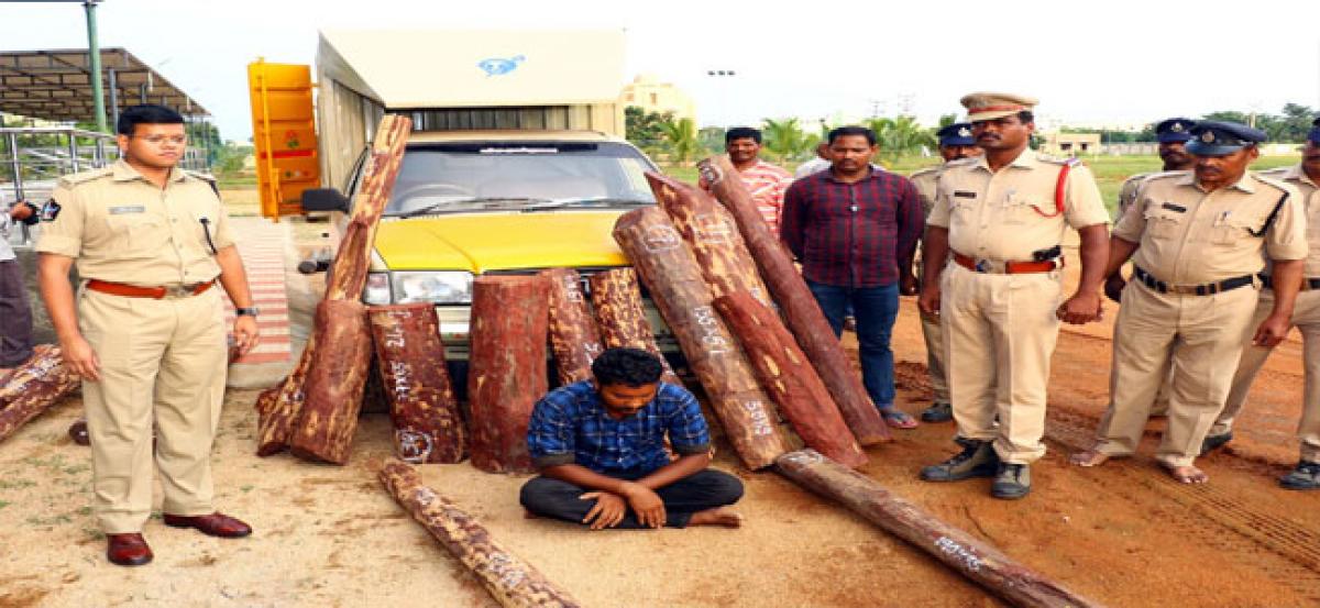 31 red sanders logs seized; one held