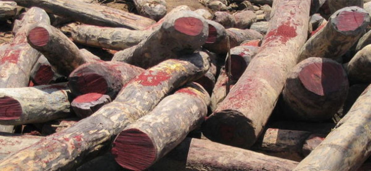 10 red sanders logs worth Rs 5 lakh seized