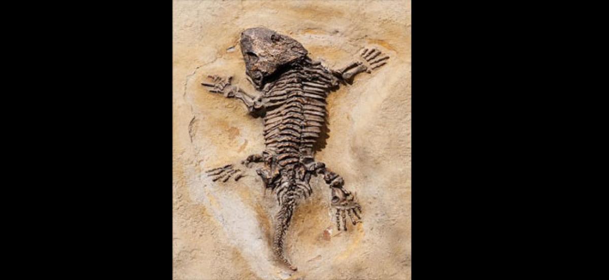 240-mn-year-old lizard fossil ancestor of all reptiles