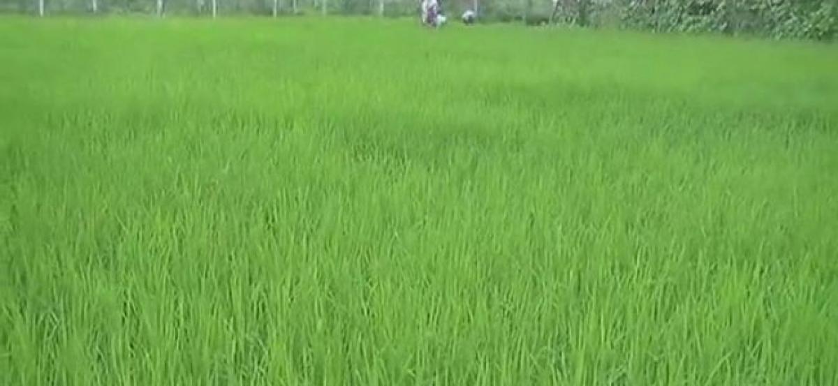 Chhattisgarh rice: A cure for cancer