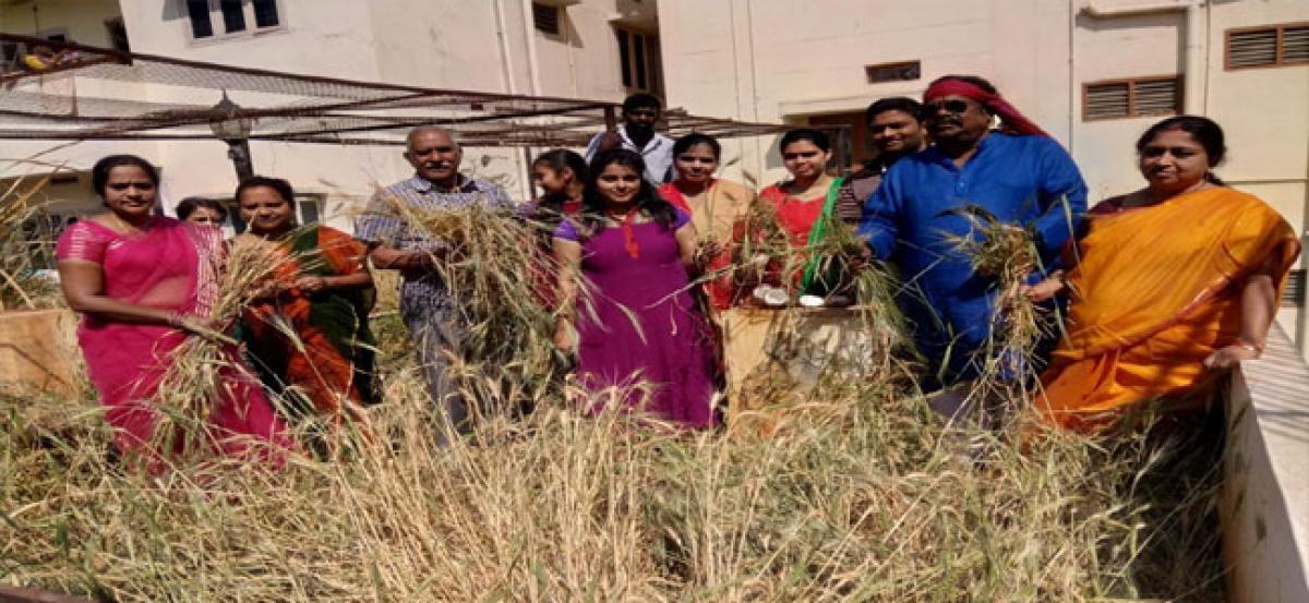 Roof garden farmer harvests 36 kg wheat