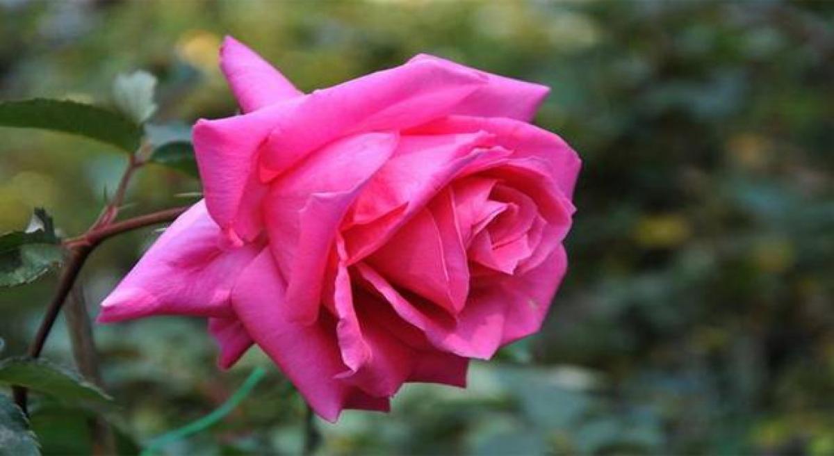 National rose show from tomorrow in Vijayawada