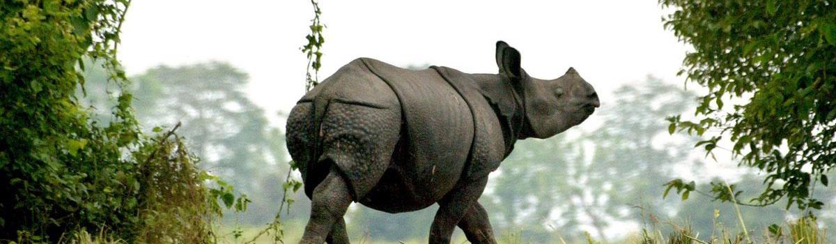 Poachers kill rhino in Kaziranga, escape with horn