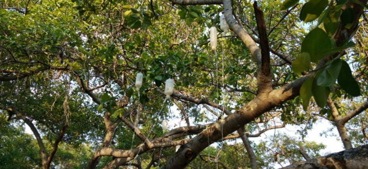 700-year-old Banyan tree put on drip in Telangana