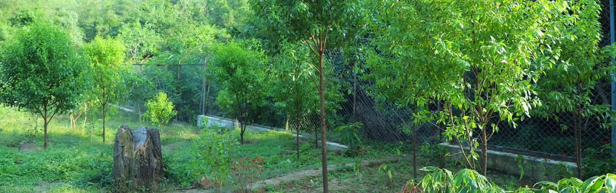 TTD raises sandal wood trees to meet temple needs