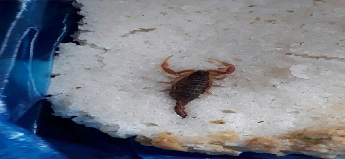Dead scorpion found in idly, tiffin centre sealed