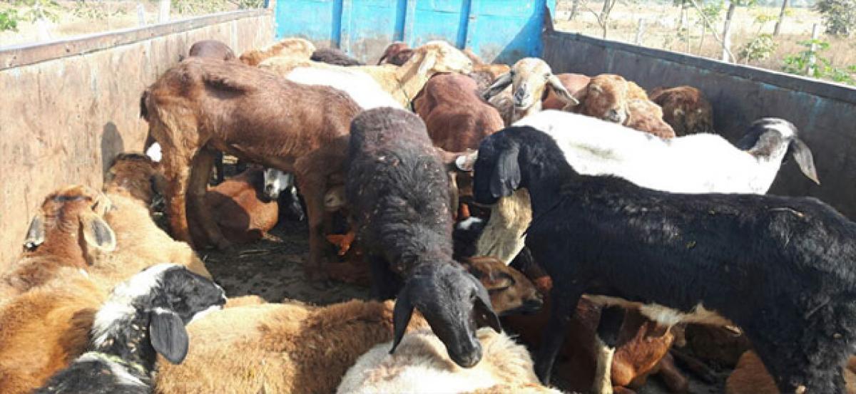 62 sheep units seized, 2 held