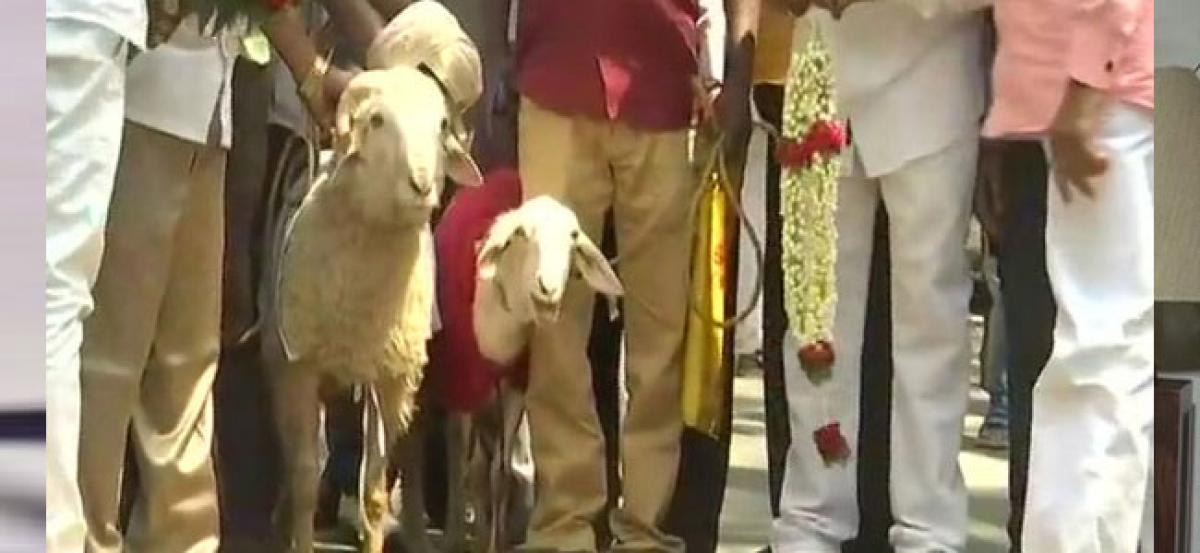 Two sheep married off to celebrate Valentine’s Day