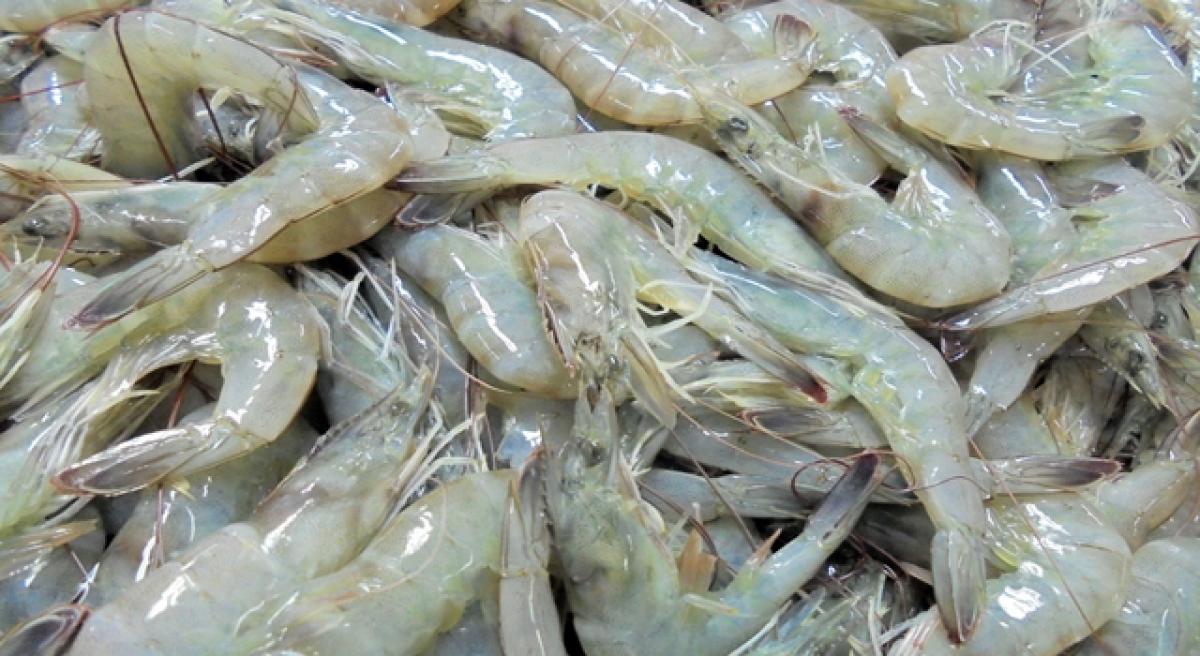 Competition, duties pull down shrimp exports from state