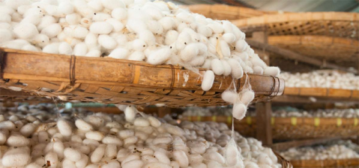 Strive to achieve economic self-sustenance, silk farmers told