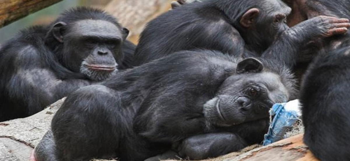 Chimps sleep on cleaner beds than humans