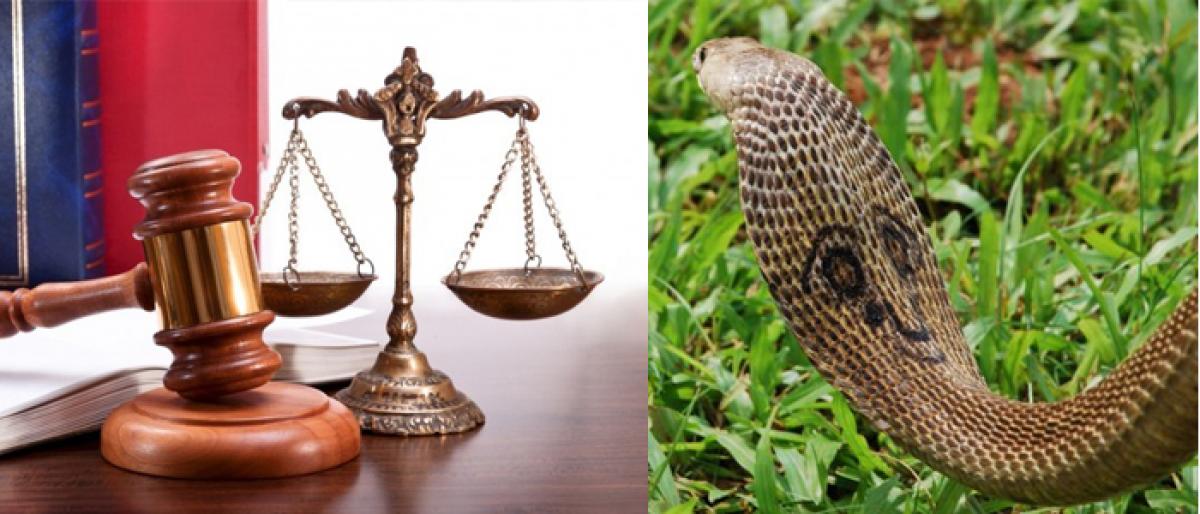 Court orders release of rescued snakes
