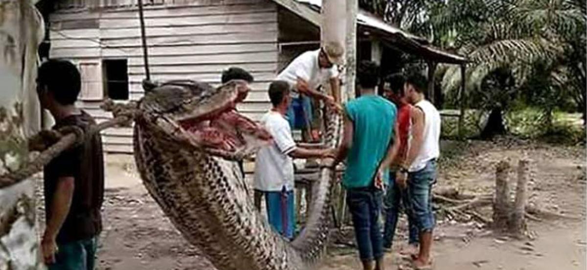 Indonesia: 25-foot python attacks man; villagers rescue him, kill snake and feast on it