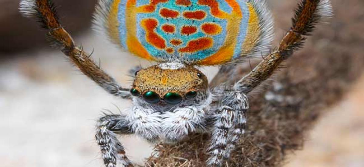 Now, a Harry Potter spider