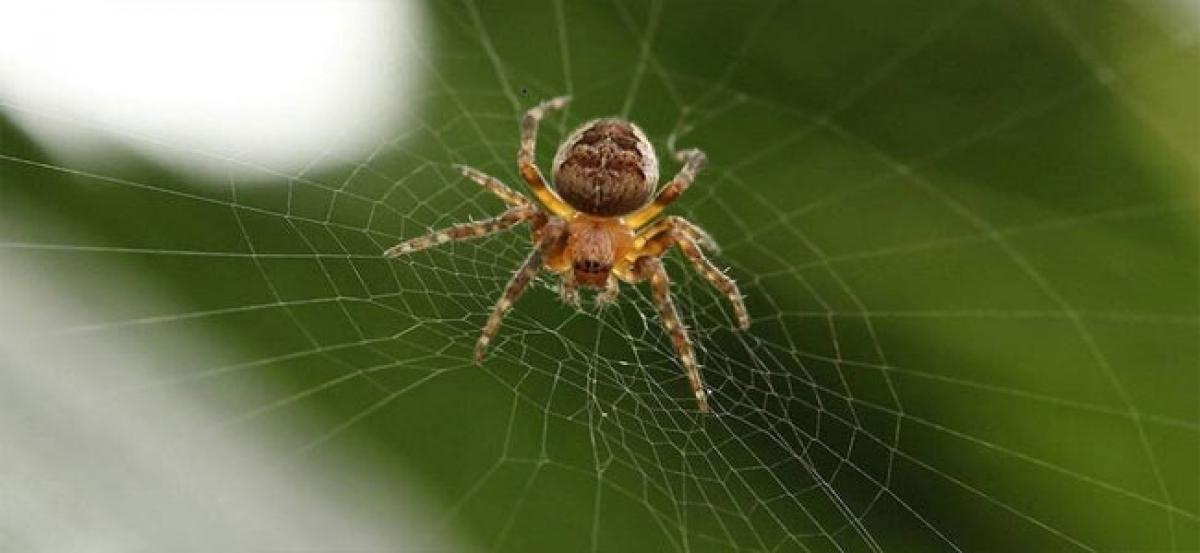 Six new spider species named after Enid Blyton characters