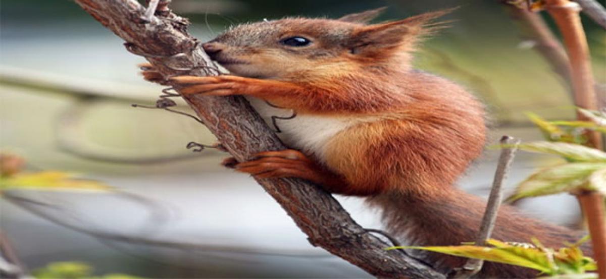 World’s smallest squirrel discovered in Indonesia